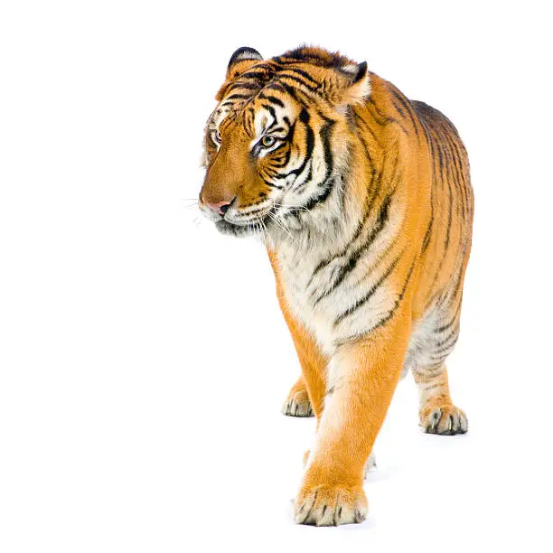 Photo of Tiger