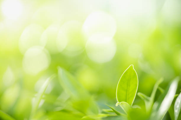 istock Close up of nature view green leaf on blurred greenery background under sunlight with bokeh and copy space using as background natural plants landscape, ecology wallpaper concept. 1159862214