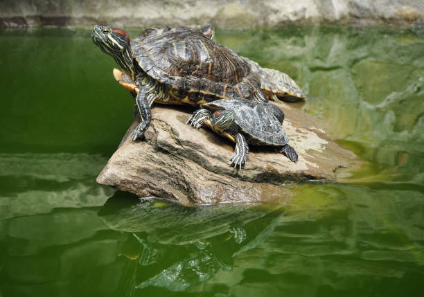 istock Red-eared sliders or terrapins on stone 1159862218