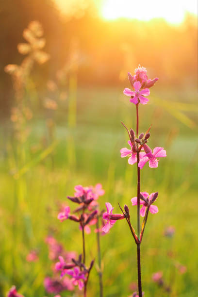 istock pink delicate wildflowers at sunset. bright summer photo. 1159862599