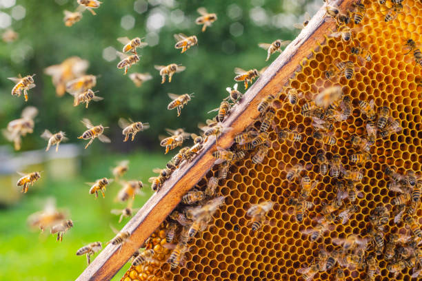 istock honey bees on honeycomb in apiary in summertime 1159863229
