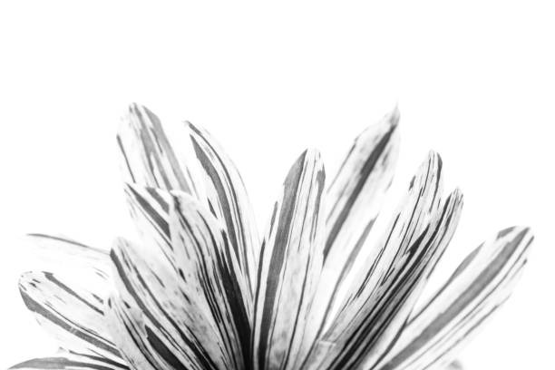 Black & white macro image of a daisy