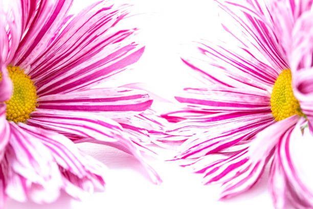 Macro image of a pink and white daisy