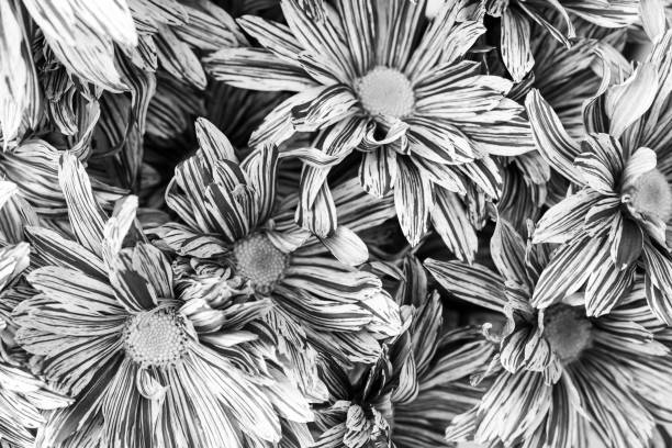 Macro image of daisies