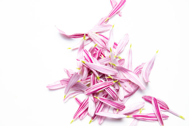 Macro image of pink and white daisy petals