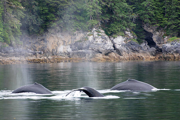 istock humpback whales, Megaptera novaeangliae 115986528