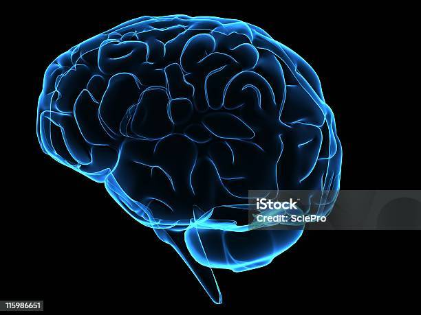 Human Brain Stock Photo - Download Image Now - Anatomy, Biological Cell, Biology