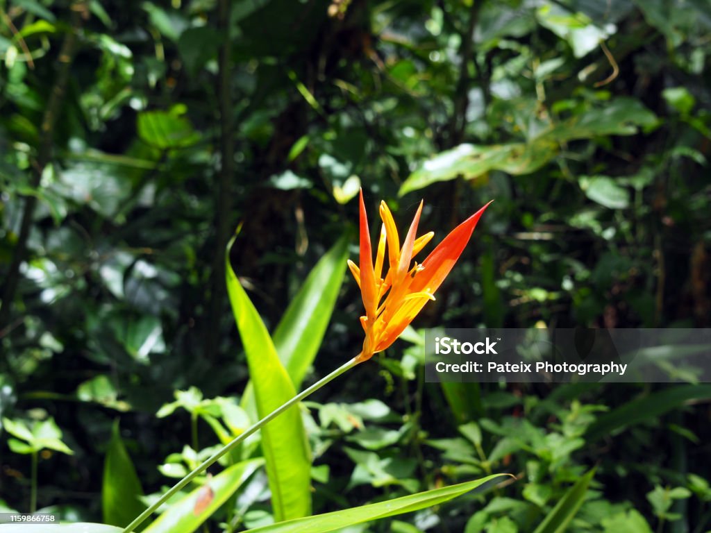Foto de Bico De Papagaio Da Flor Alaranjada E Vermelha Colorida Bonita  Heliconia Ou Pássaro Da Flor Do Paraíso Em Uma Floresta De Suriname  Tropical Sulamérica e mais fotos de stock de