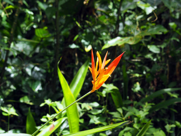 Foto de Bico De Papagaio Da Flor Alaranjada E Vermelha Colorida Bonita  Heliconia Ou Pássaro Da Flor Do Paraíso Em Uma Floresta De Suriname  Tropical Sulamérica e mais fotos de stock de América do Sul - iStock