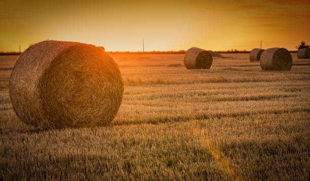 istock haystacks lie on a field harvesting 1159867954
