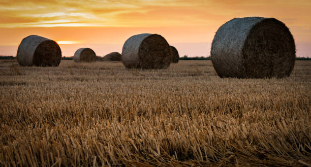istock haystacks lie on a field harvesting 1159868011