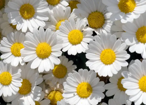 Daisy Bellis perennis