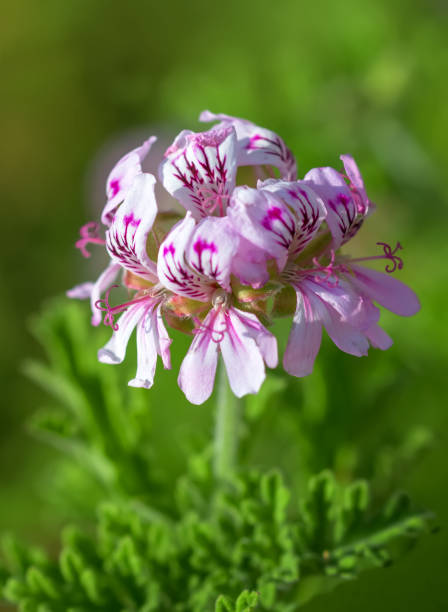 pelargonium graveolens o geranio rosa. - geranium flower pink leaf fotografías e imágenes de stock