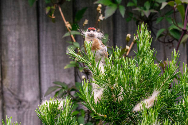 la fauna selvatica urbana come cardellino (carduelis carduelis) uccello selvatico raccoglie la muta di pelliccia di gatto scartata da un cespuglio di rosmarino - american goldfinch gold finch bird branch foto e immagini stock