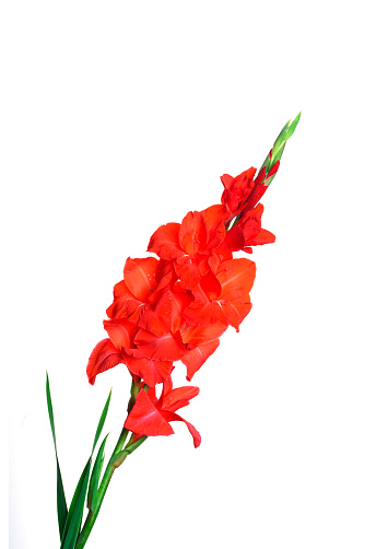 Beautiful red flower gladiolus is isolated on white background