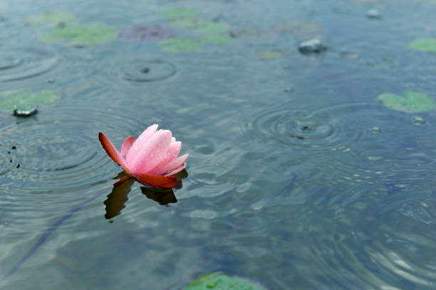 Lotus flower / water lily / Nymphaea Alba