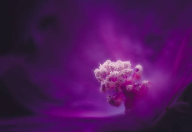 istock mauva sylvestris 1159873939