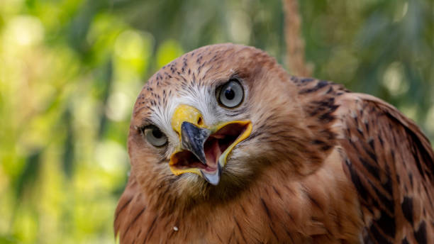 istock Hawk portrait with selective soft focus, on the background of green nature. 1159874613