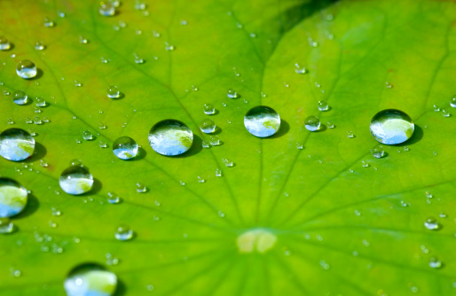 Horizontal high angle extreme closeup photo of raindrops on a green Agave plant leaf growing in an organic garden in Byron Bay, subtropical north coast of NSW in Winter.