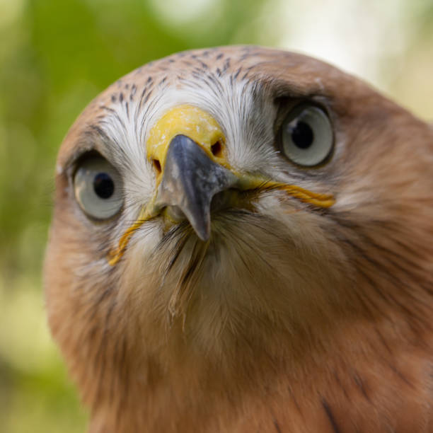istock Hawk portrait with selective soft focus, on the background of green nature. 1159875185