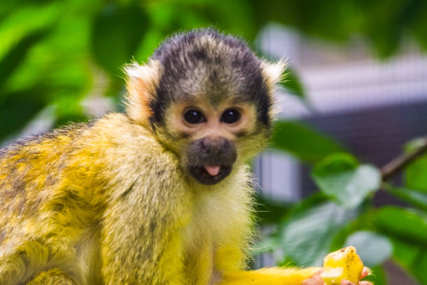 common squirrel monkey with its face in closeup, funny and cute tropical primate specie from America