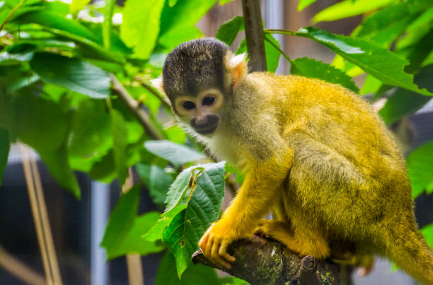istock closeup of a common squirrel monkey sitting in a tree, cute small primate specie from America 1159875539