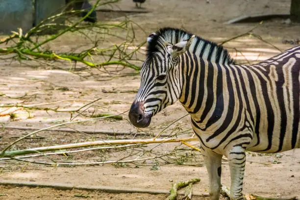 Photo of Burchells zebra with its face in closeup, common tropical horse specie from Africa