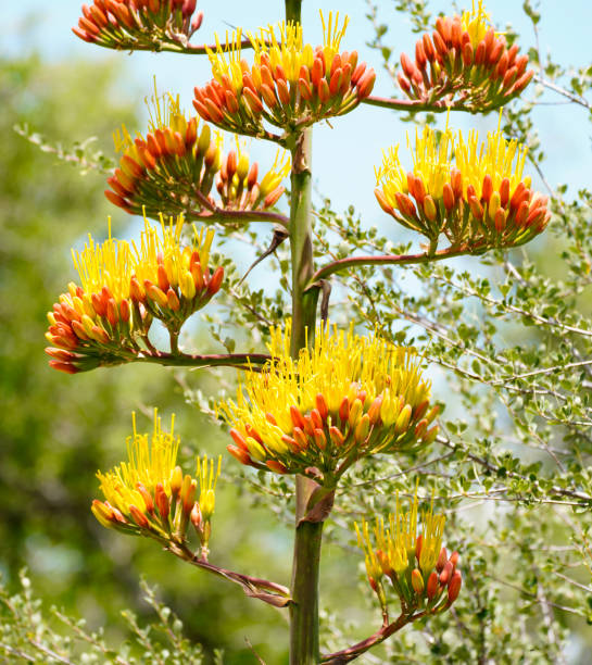 Large Agave Flower Stalk stock photo