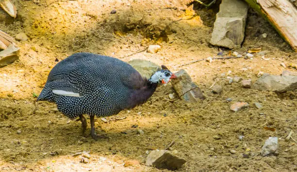 Photo of closeup of a helmeted guineafowl, popular tropical bird specie from Africa