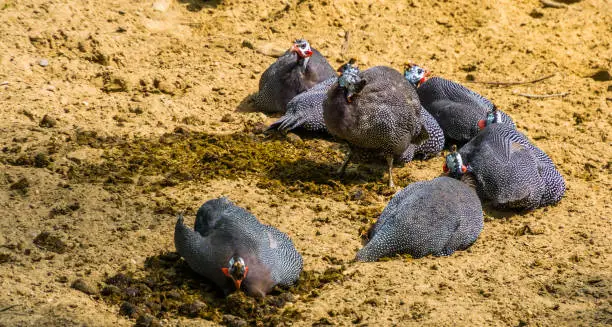 Photo of family of helmeted guineafowl birds sitting together in the sand, tropical bird specie from Africa