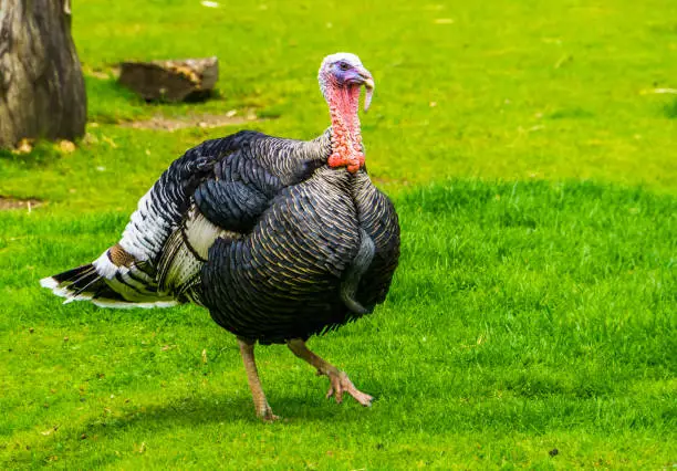 Photo of closeup of a domestic turkey walking in the grass, popular bird for the christmas and thanksgiving holidays