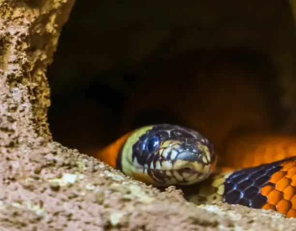 Photo of the face of a pueblan milk snake in closeup, Tropical serpent from Mexico, popular Exotic reptile specie