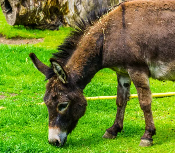 Photo of closeup of a miniature donkey grazing in the pasture, popular farm animal specie