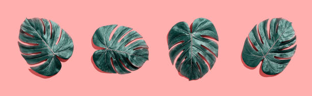 istock Tropical plant Monstera leaves 1159875776