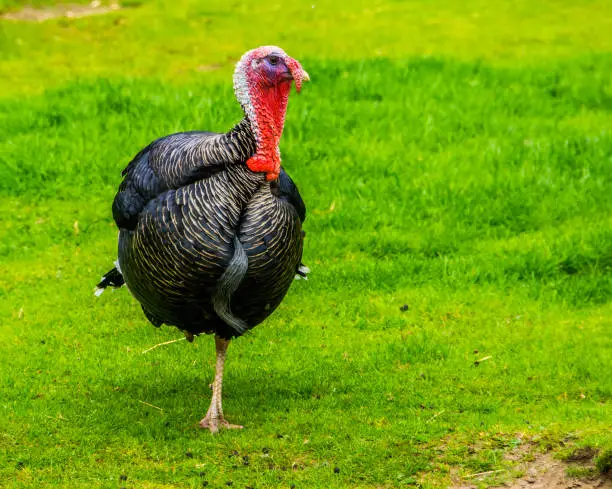 Photo of Wild turkey standing on one leg in the grass, popular bird specie from Mexico and Europe, christmas and thanksgiving animal