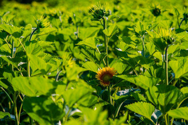 Sunflowers at sunset