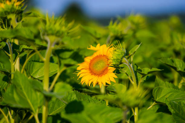 Sunflowers at sunset