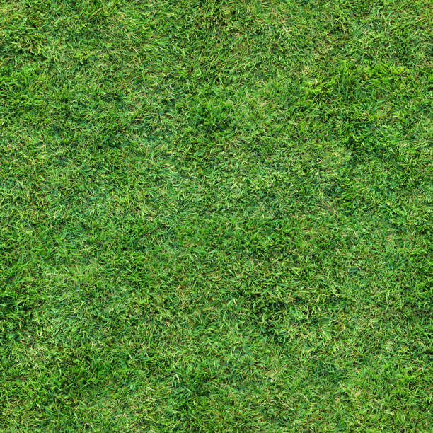 Seamless Turf Grass Repeating Lawn Texture Looking down on a lush grass lawn. This texture repeats seamlessly both horizontally and vertically. loopable elements stock pictures, royalty-free photos & images