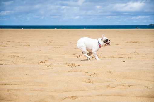 Frenchie dog enjoying a day at the beach