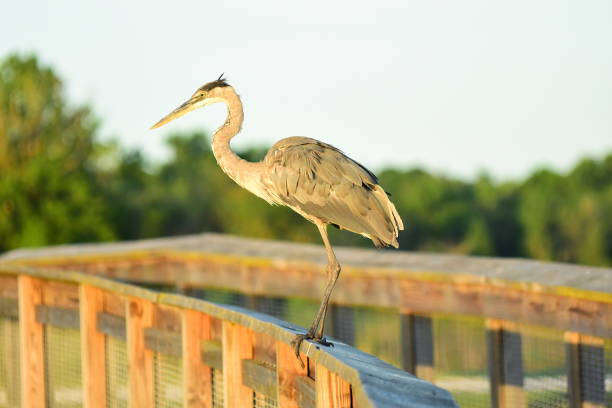 Great Blue Heron standing on the wood handrail of a boardwalk. Photo taken at Sweetwater Wetlands park in Gainesville, Florida. Nikon D750 with Nikon 200mm macro lens