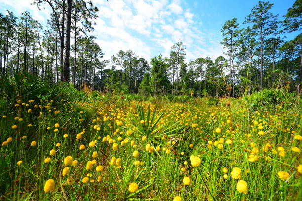 low wide angle close up of yellow milkwort blooms and saw palmetto in pine forest - florida palm tree sky saw palmetto imagens e fotografias de stock