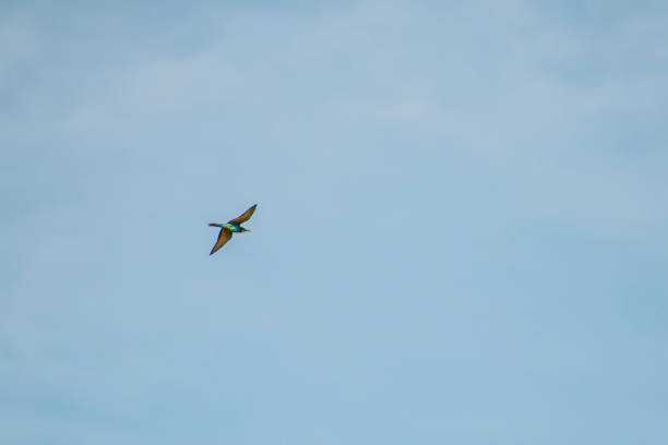 istock The Bee Eater birds in Danube Delta 1159881026