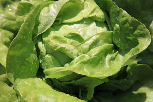 Fresh organic Butterhead Lettuce with Raindrops on the Field