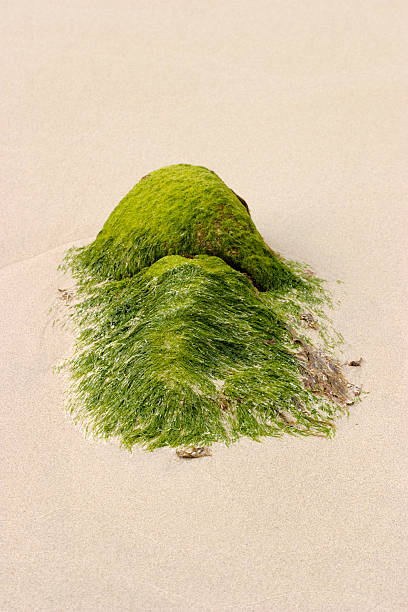 alga marina - driftwood beach wood macro fotografías e imágenes de stock