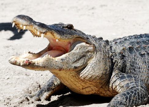 close up of an upset alligator with its mouth wide open