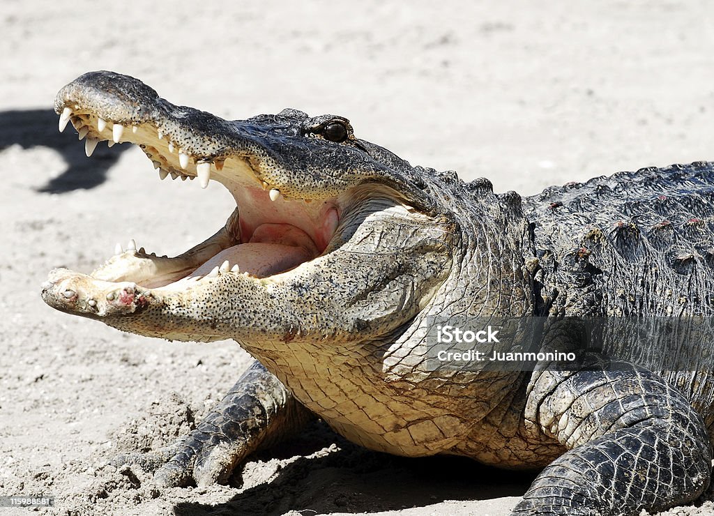 Alligator with mouth open 03 close up of an upset alligator with its mouth wide open Alligator Stock Photo