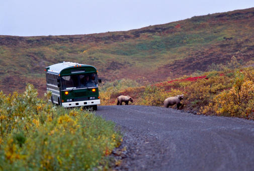 Grizzly bear with cubs on the road