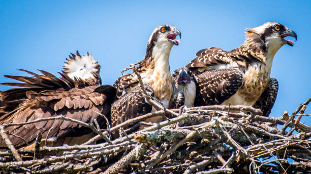 istock Osprey babies in the nest 1159887773