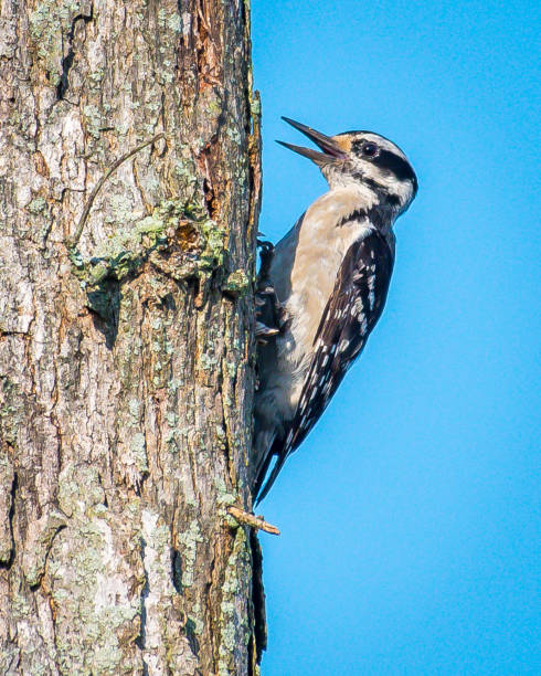 pájaro carpintero peludo - picoides villosus fotografías e imágenes de stock