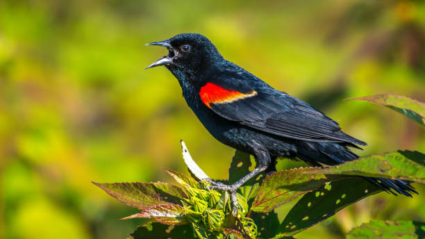 istock Red Winged Blackbird on a branch 1159887918